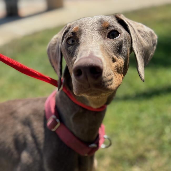 Enlarge Penelope - Adopted!, a Adoptable Doberman Pinscher in San Diego, CA image 2/3
