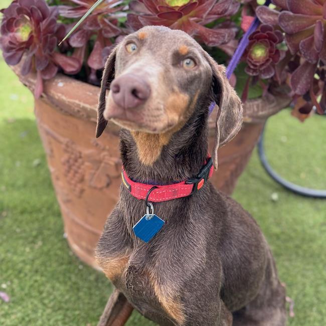 Enlarge Penelope - Adopted!, a Adoptable Doberman Pinscher in San Diego, CA image 3/3