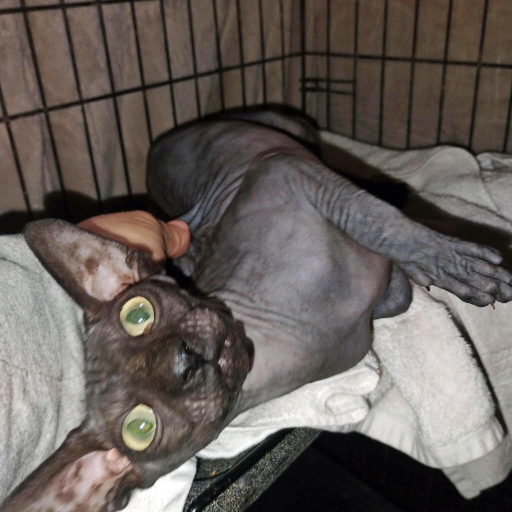 Enlarge Mobie, an adopted Sphynx / Hairless Cat in Marion, NC image 2/2