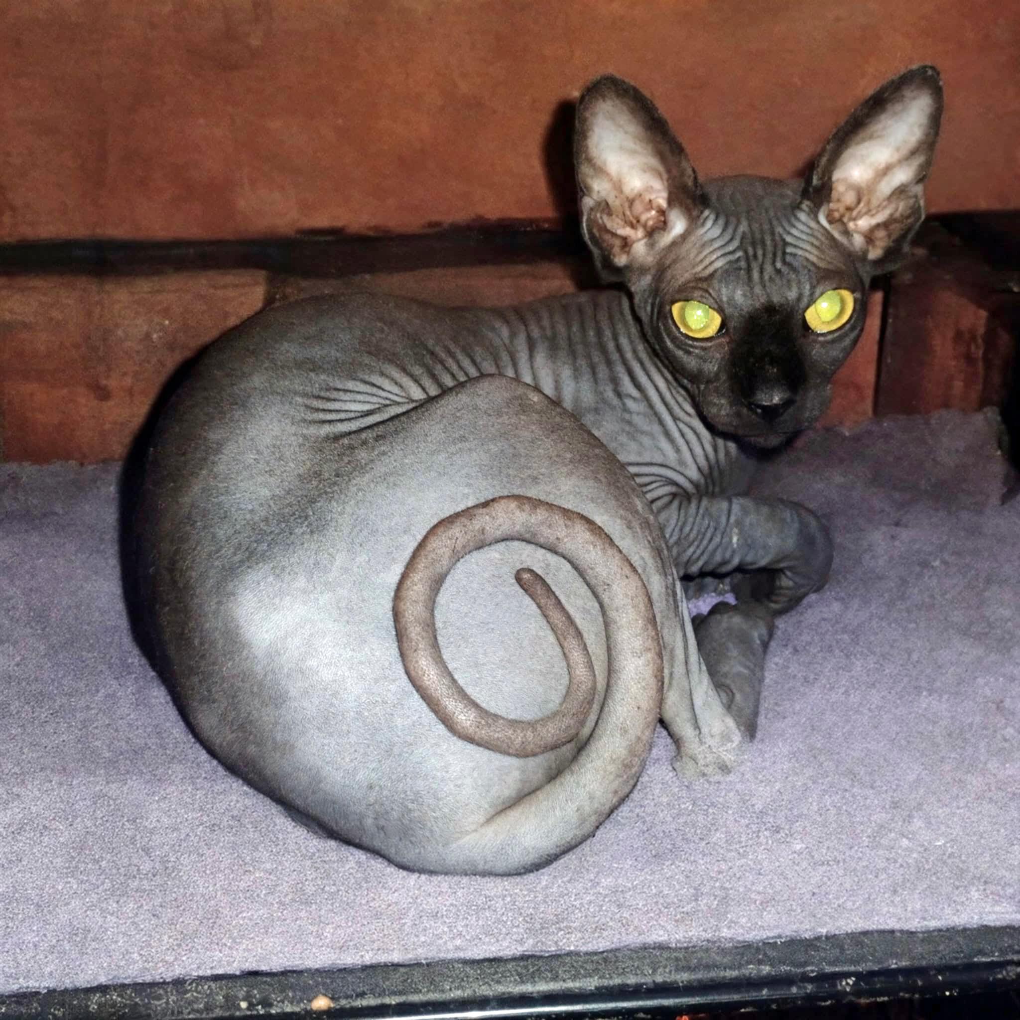 Mobie, adopted, Young Male Sphynx / Hairless Cat.