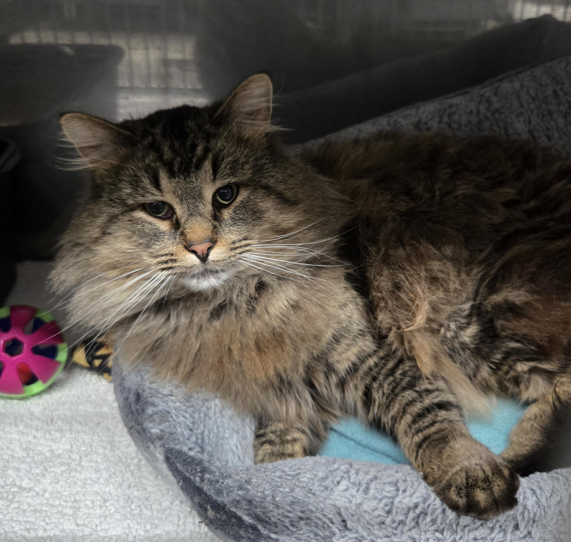 Squeaker thumbnail 2