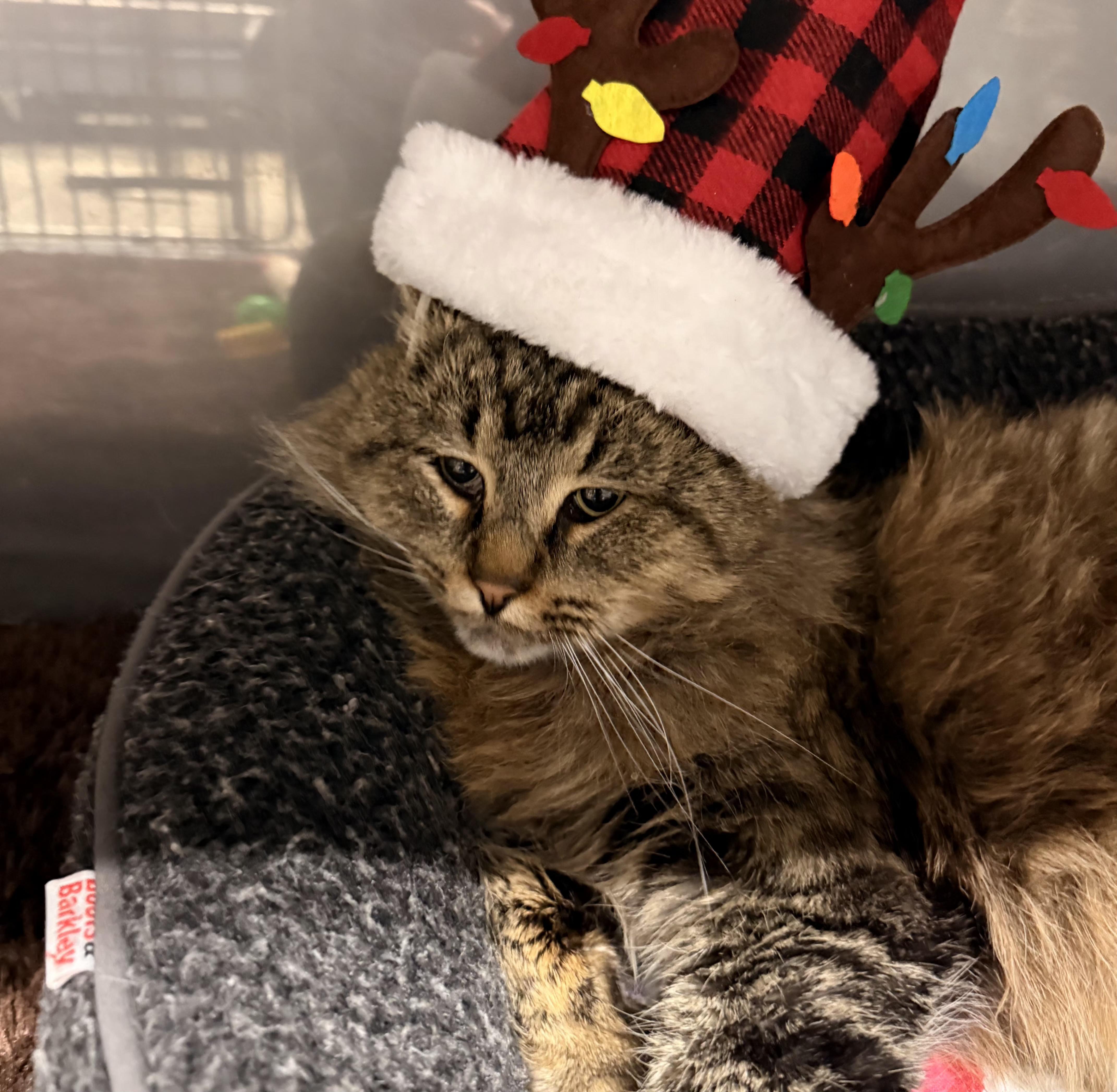 Squeaker thumbnail 3