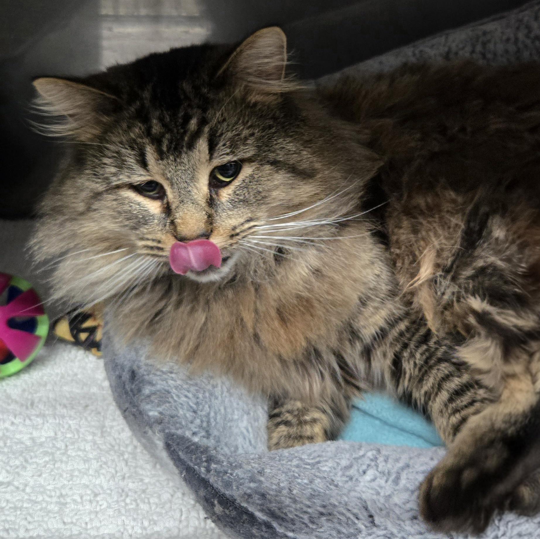 Squeaker thumbnail 4