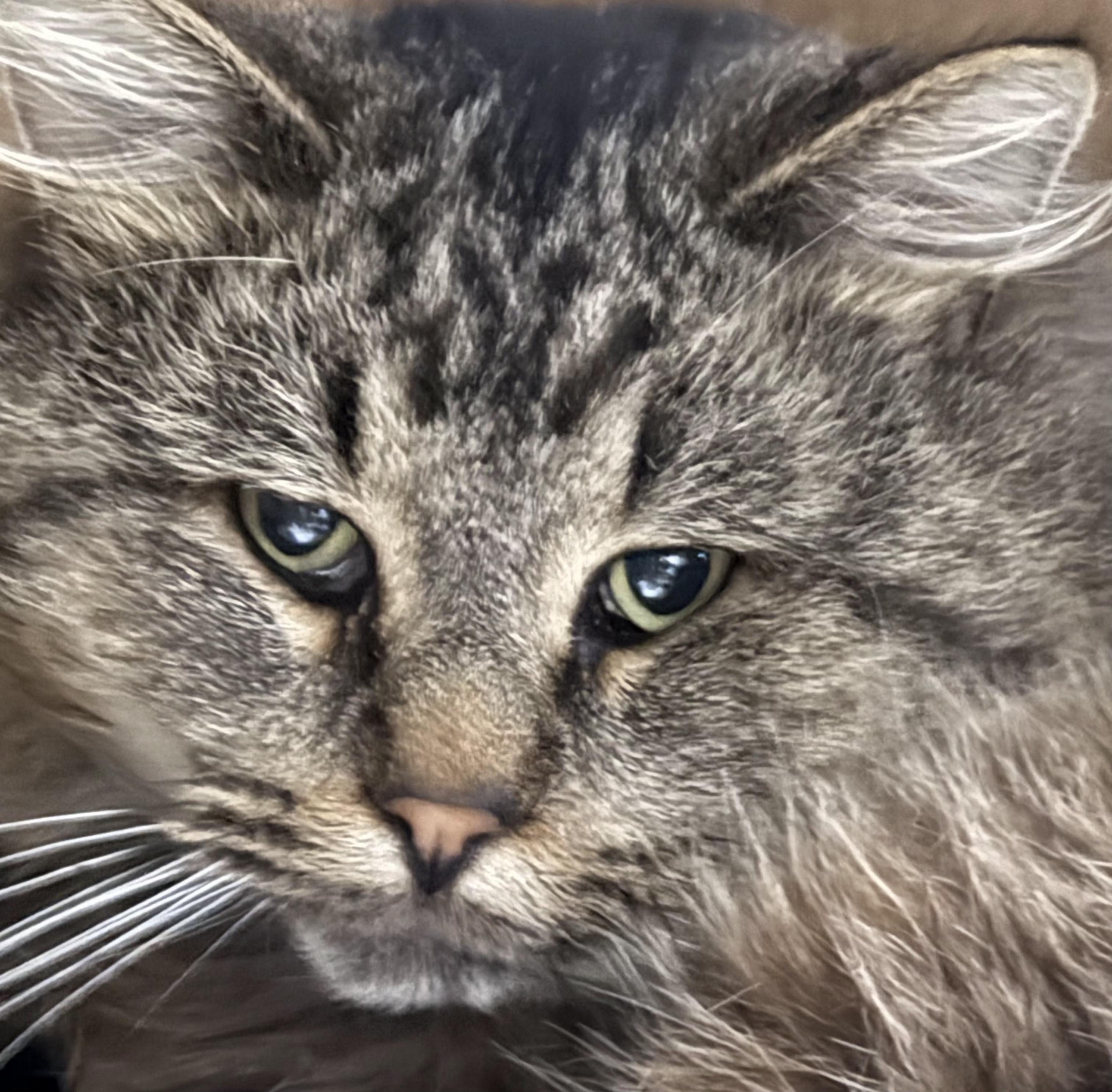 Squeaker thumbnail 5