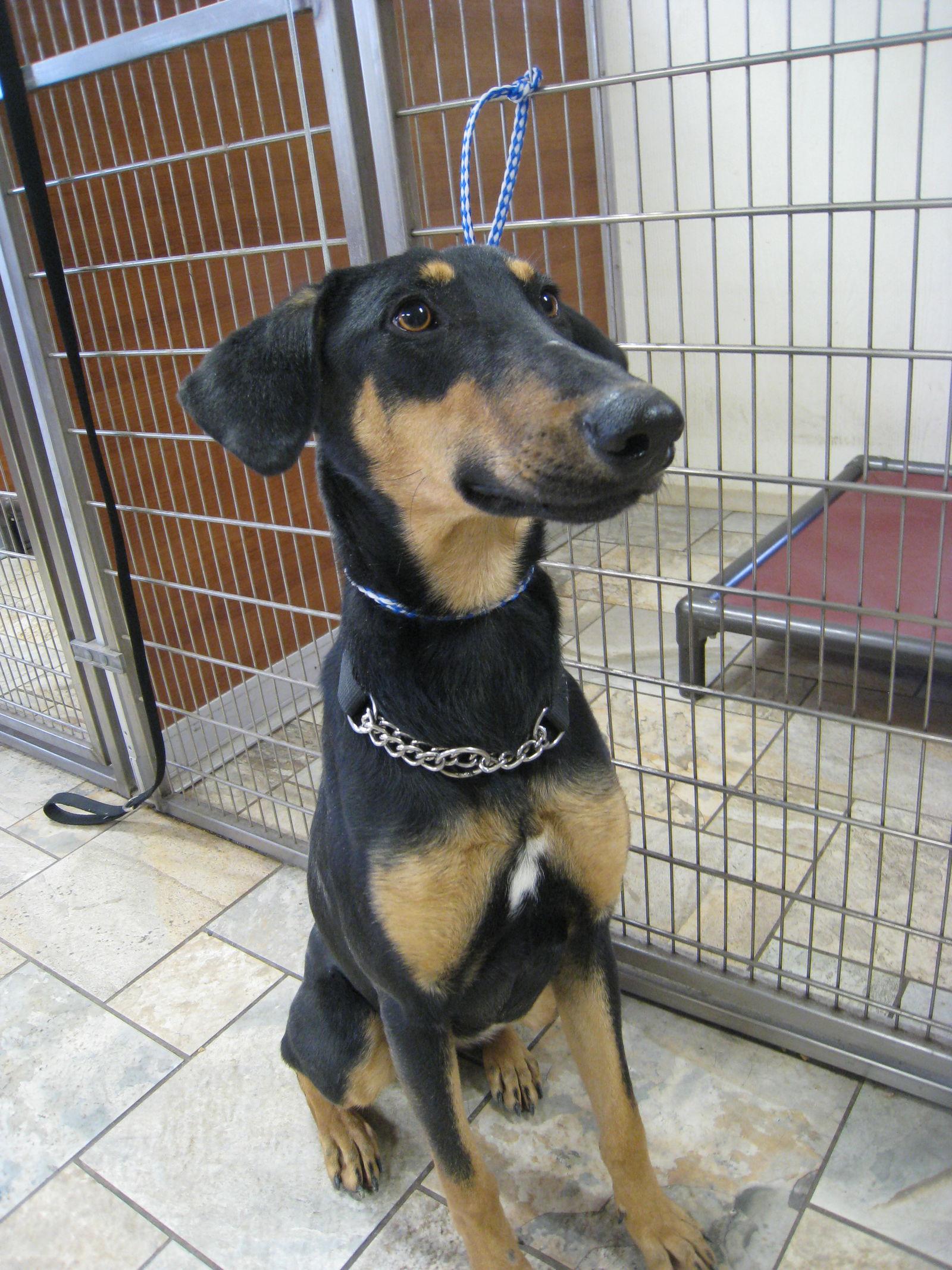 Petra, Adopted, Young Female Doberman Pinscher.