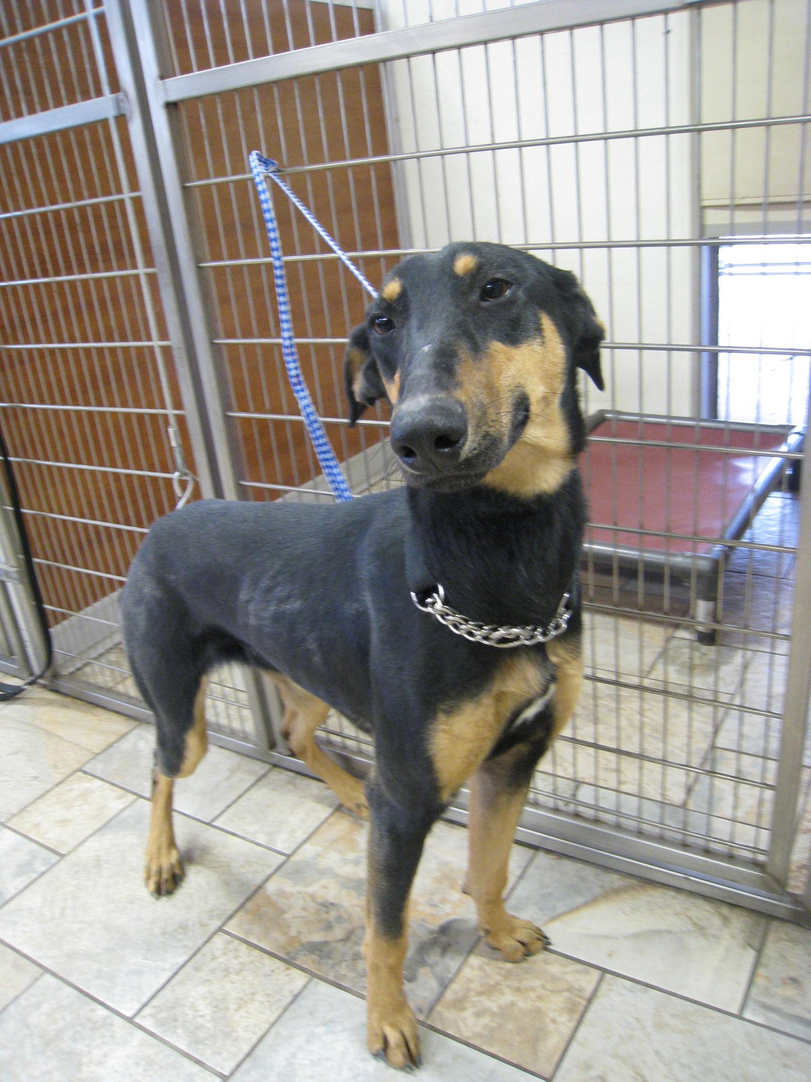 Enlarge Petra, a Adopted Doberman Pinscher in San Antonio, TX image 2/2