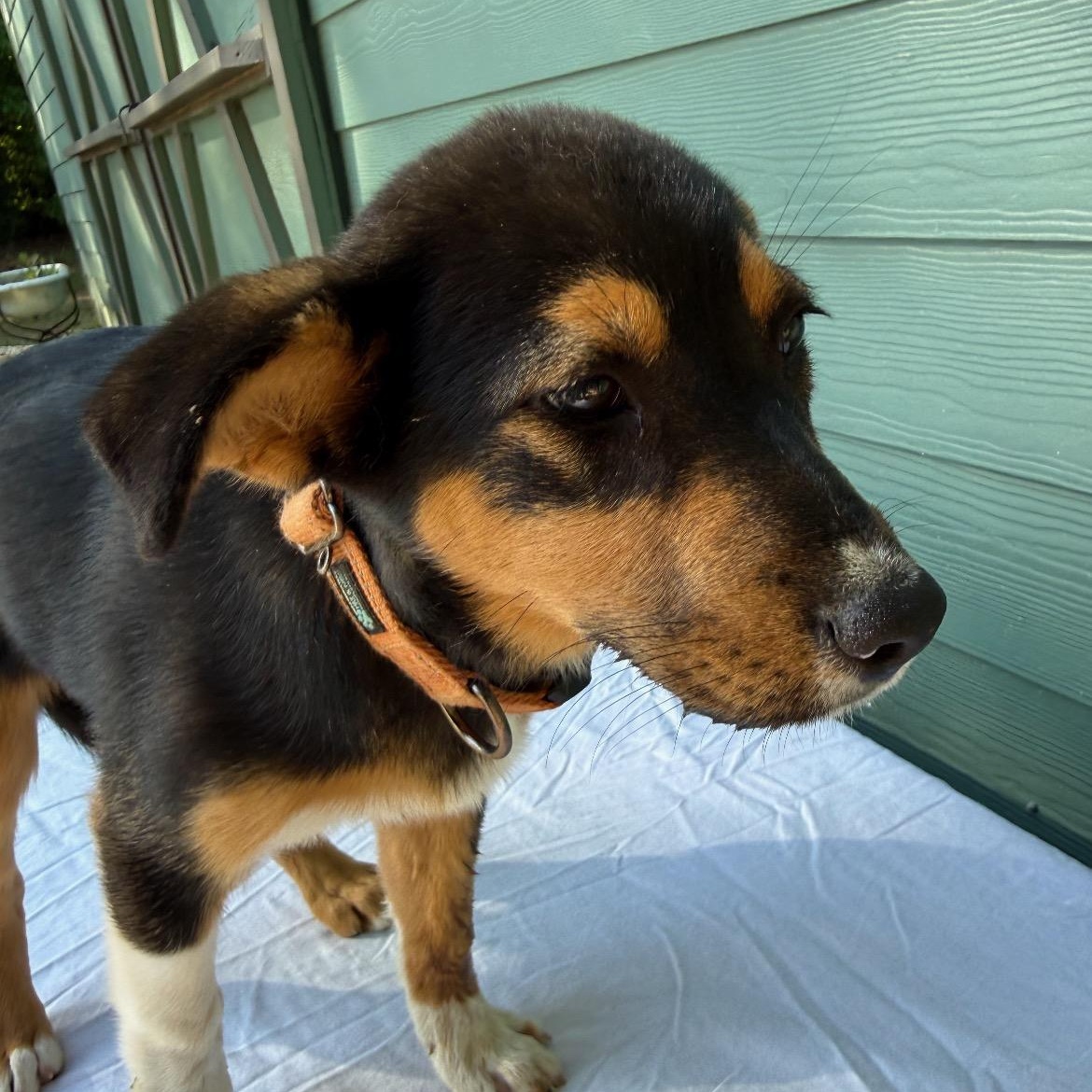 Polly, ADOPTABLE, Puppy Female Beagle & Shepherd.