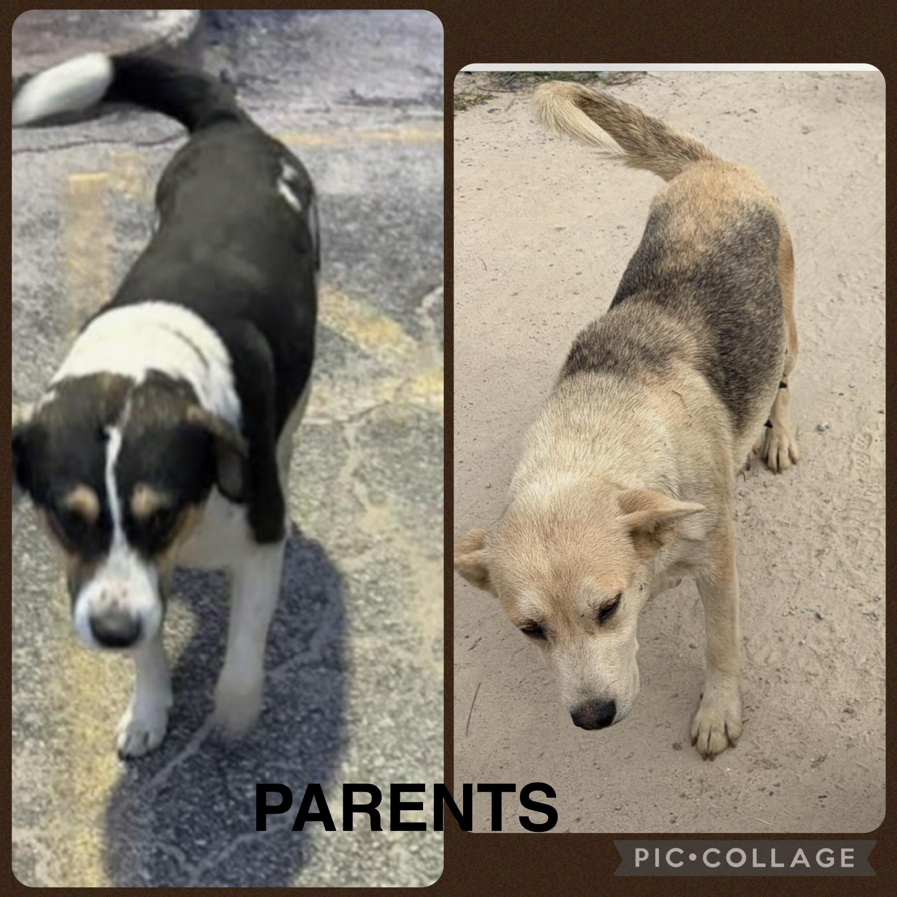 Enlarge Polly, a ADOPTABLE mixed breed in Lincoln University, PA image 3/3