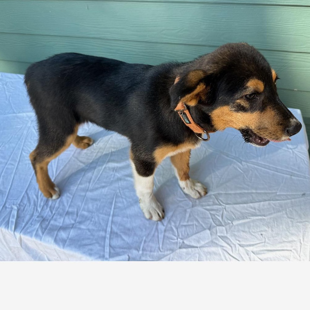 Enlarge Polly, a ADOPTABLE mixed breed in Lincoln University, PA image 2/3