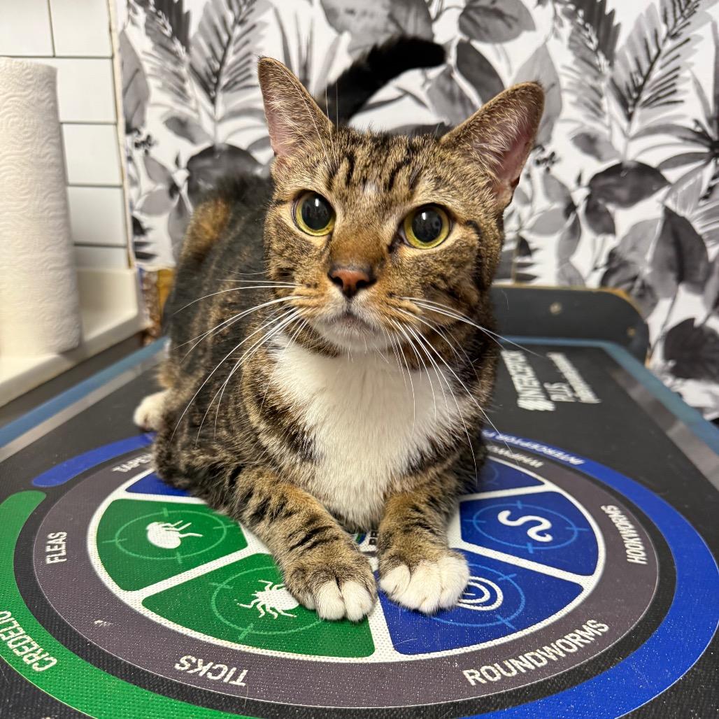Chip, Adoptable, Senior Male Domestic Short Hair.