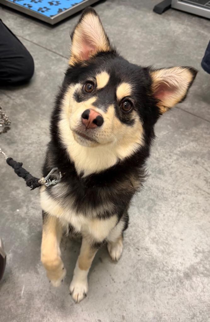 Enlarge Pica, a Adoptable mixed breed in Yellowknife, NT image 1/1