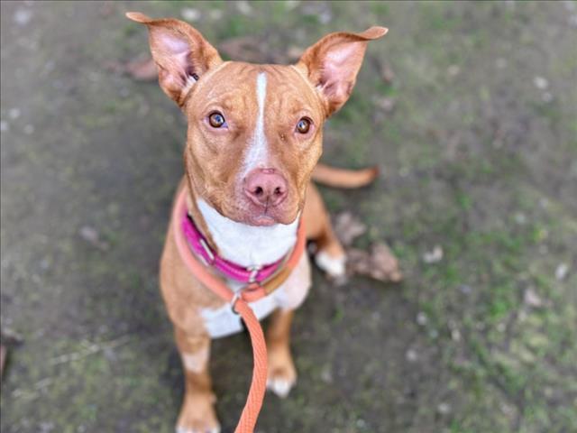 Enlarge FACES, a Adoptable Pit Bull Terrier in Martinez, CA image 1/1