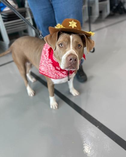 Jenny (Underdog in Foster), a Adoptable mixed breed in New Orleans, LA image 2/2