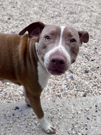 Enlarge Jenny (Underdog in Foster), a Adoptable mixed breed in New Orleans, LA image 1/2