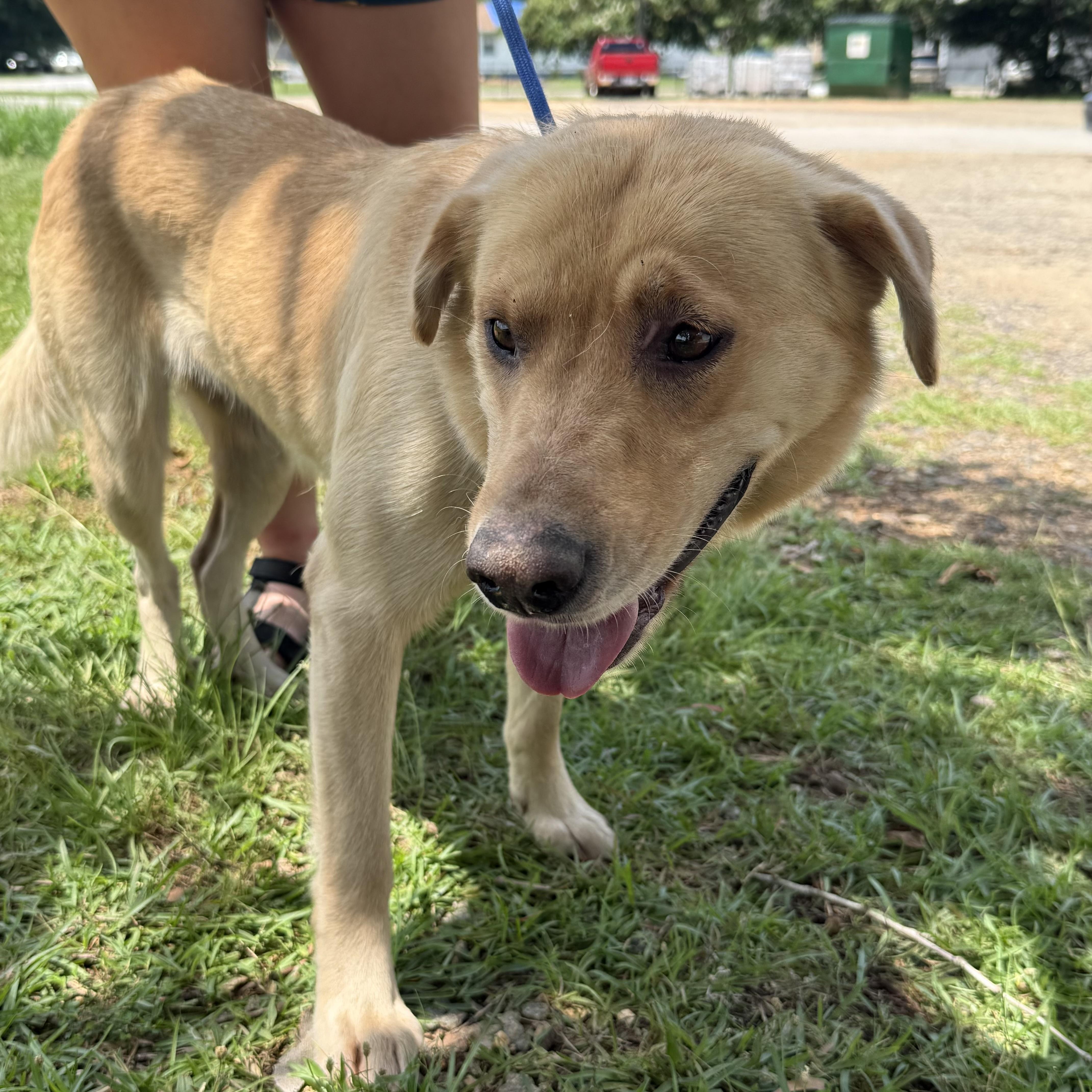 Enlarge Lady Lintball, a ADOPTABLE mixed breed in Columbia, SC image 2/3