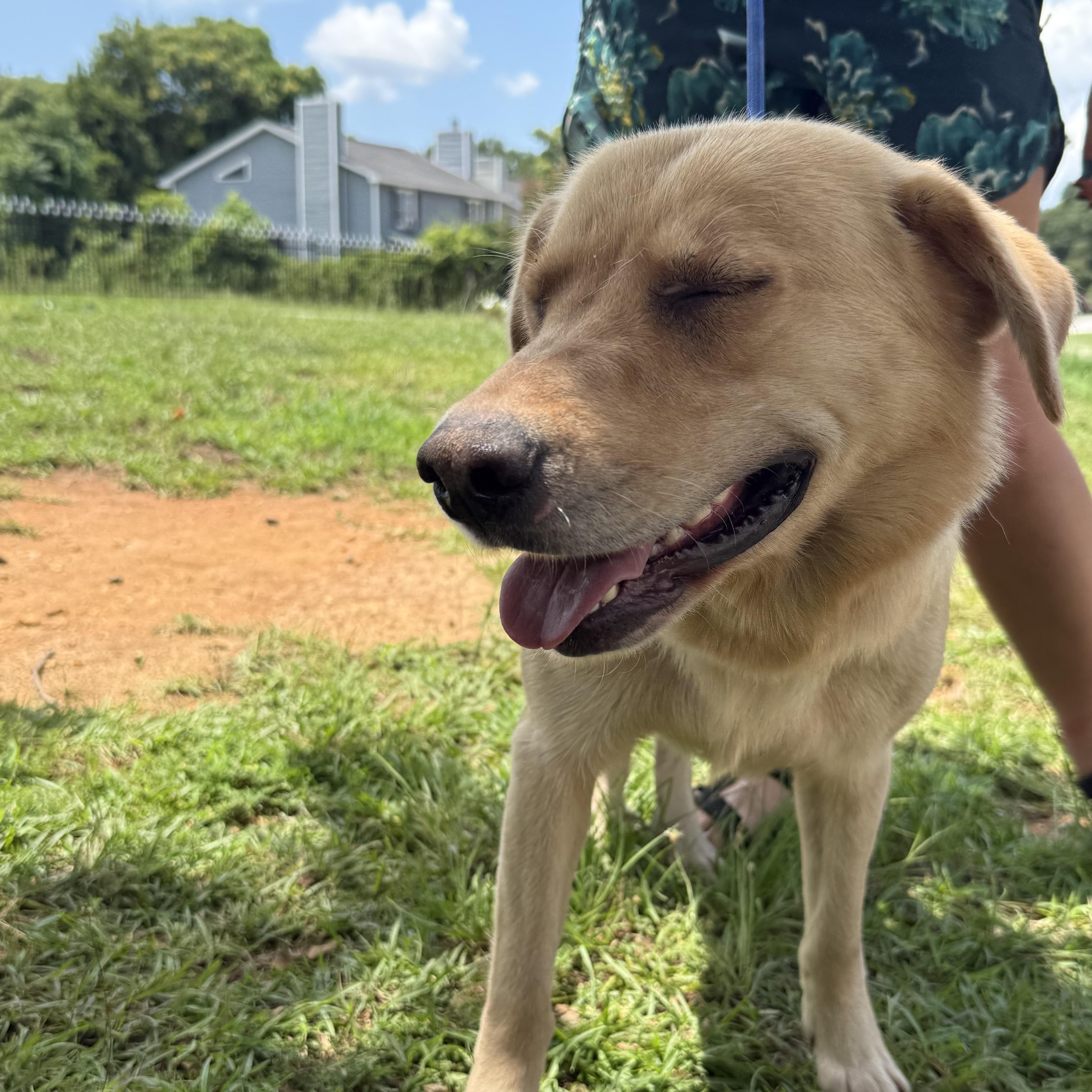 Enlarge Lady Lintball, a ADOPTABLE mixed breed in Columbia, SC image 3/3