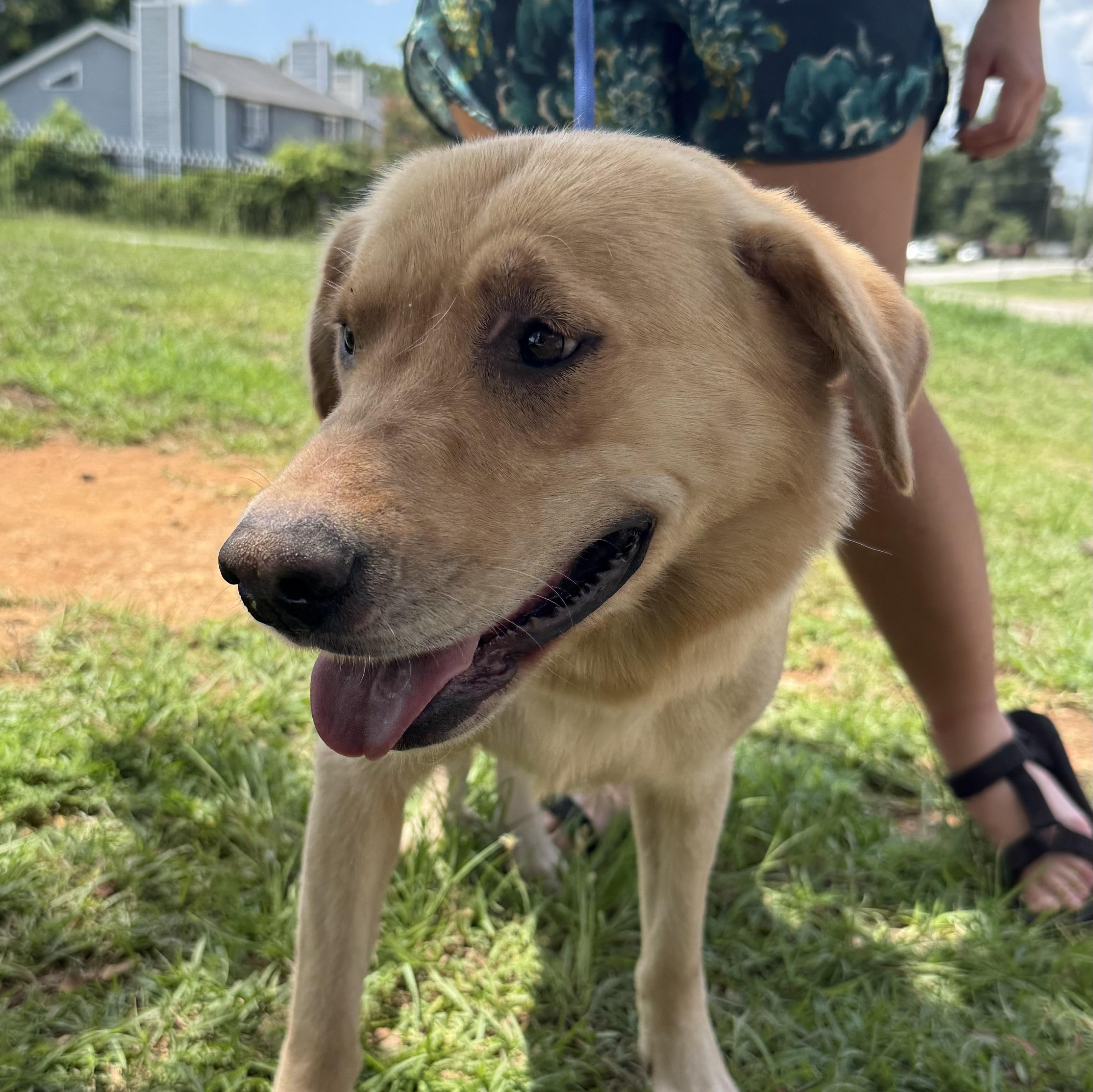 Enlarge Lady Lintball, a ADOPTABLE mixed breed in Columbia, SC image 1/3