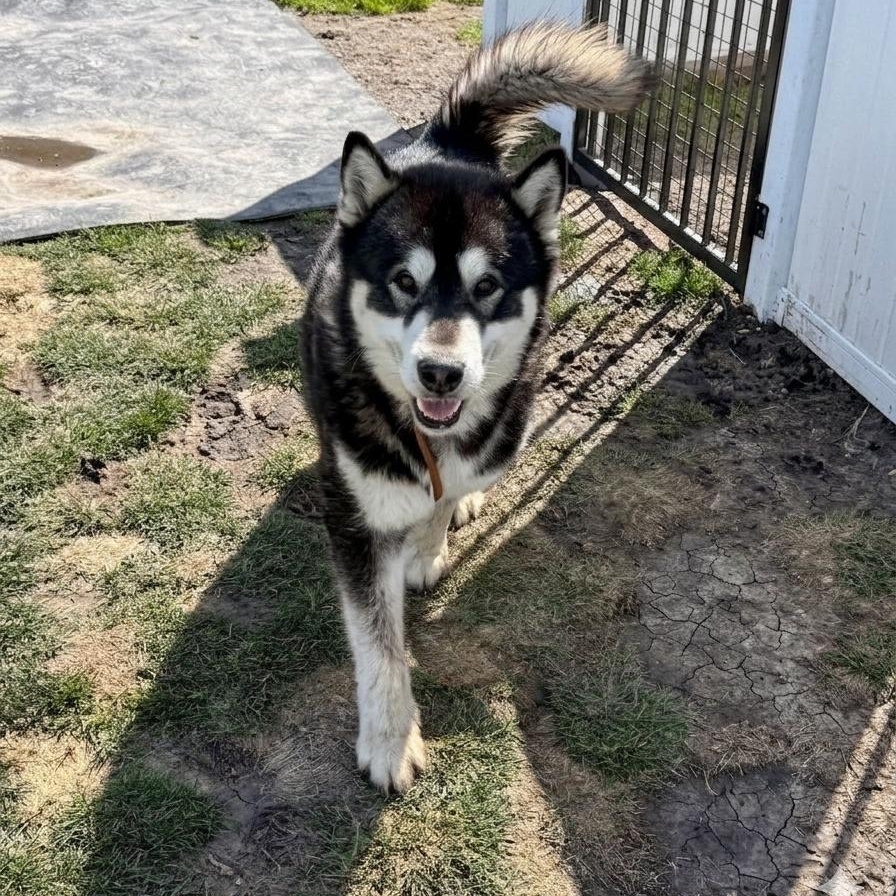 Mulligan , ADOPTABLE, Adult Male Alaskan Malamute.