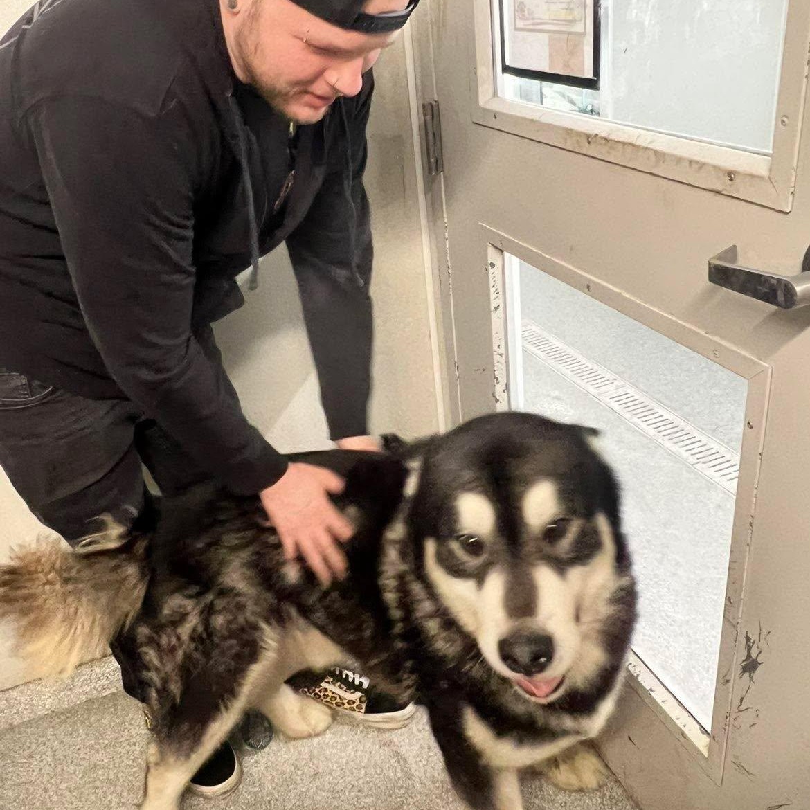 Enlarge Mulligan , an adopted Alaskan Malamute in Minooka, IL image 5/6