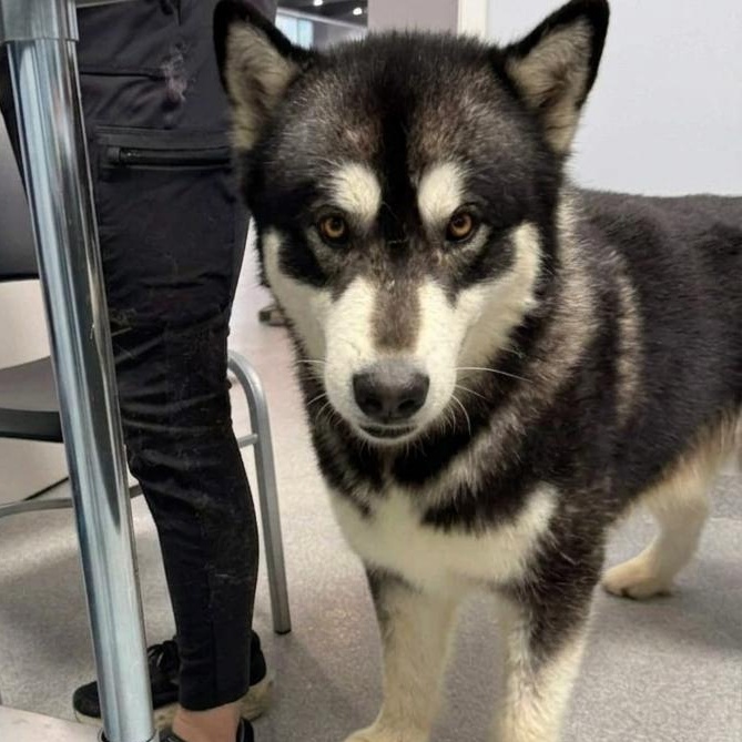 Enlarge Mulligan , an adopted Alaskan Malamute in Minooka, IL image 2/6