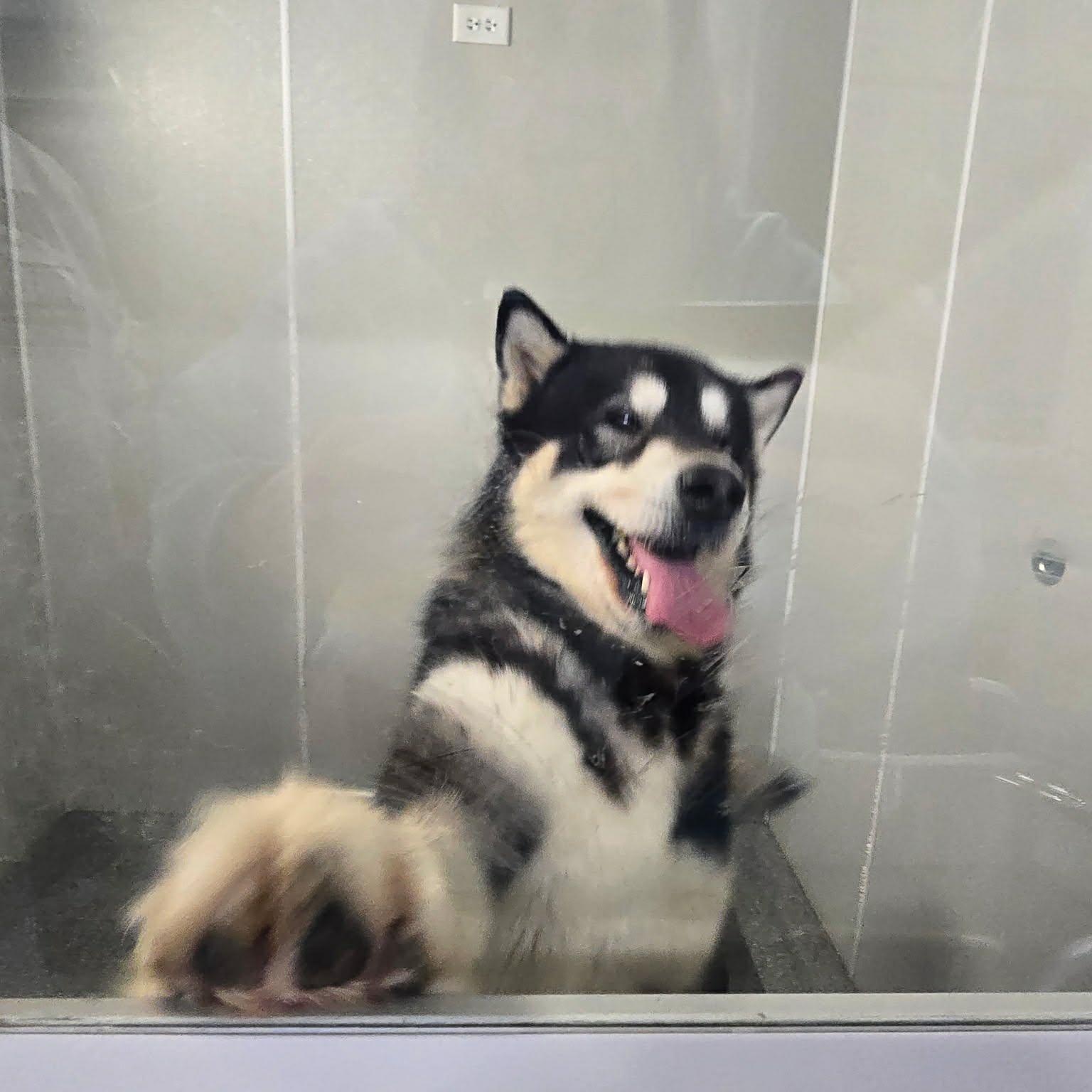 Enlarge Mulligan , an adopted Alaskan Malamute in Minooka, IL image 3/6
