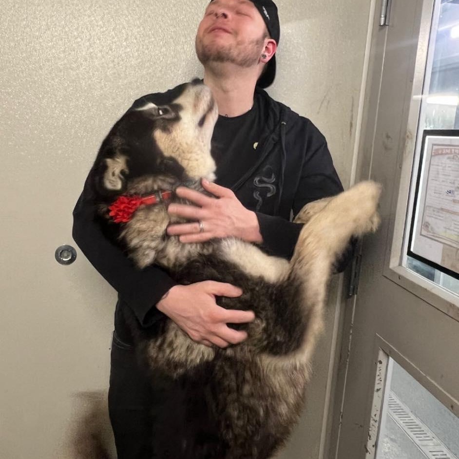 Enlarge Mulligan , an adopted Alaskan Malamute in Minooka, IL image 6/6