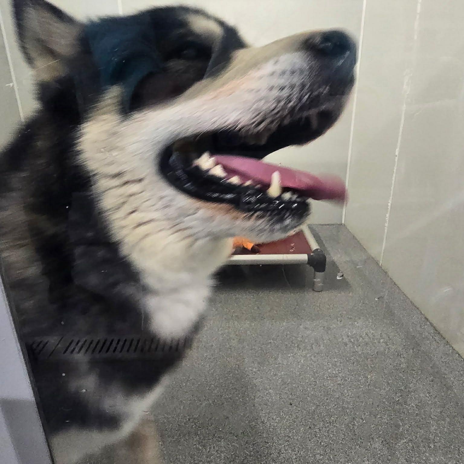 Enlarge Mulligan , an adopted Alaskan Malamute in Minooka, IL image 4/6