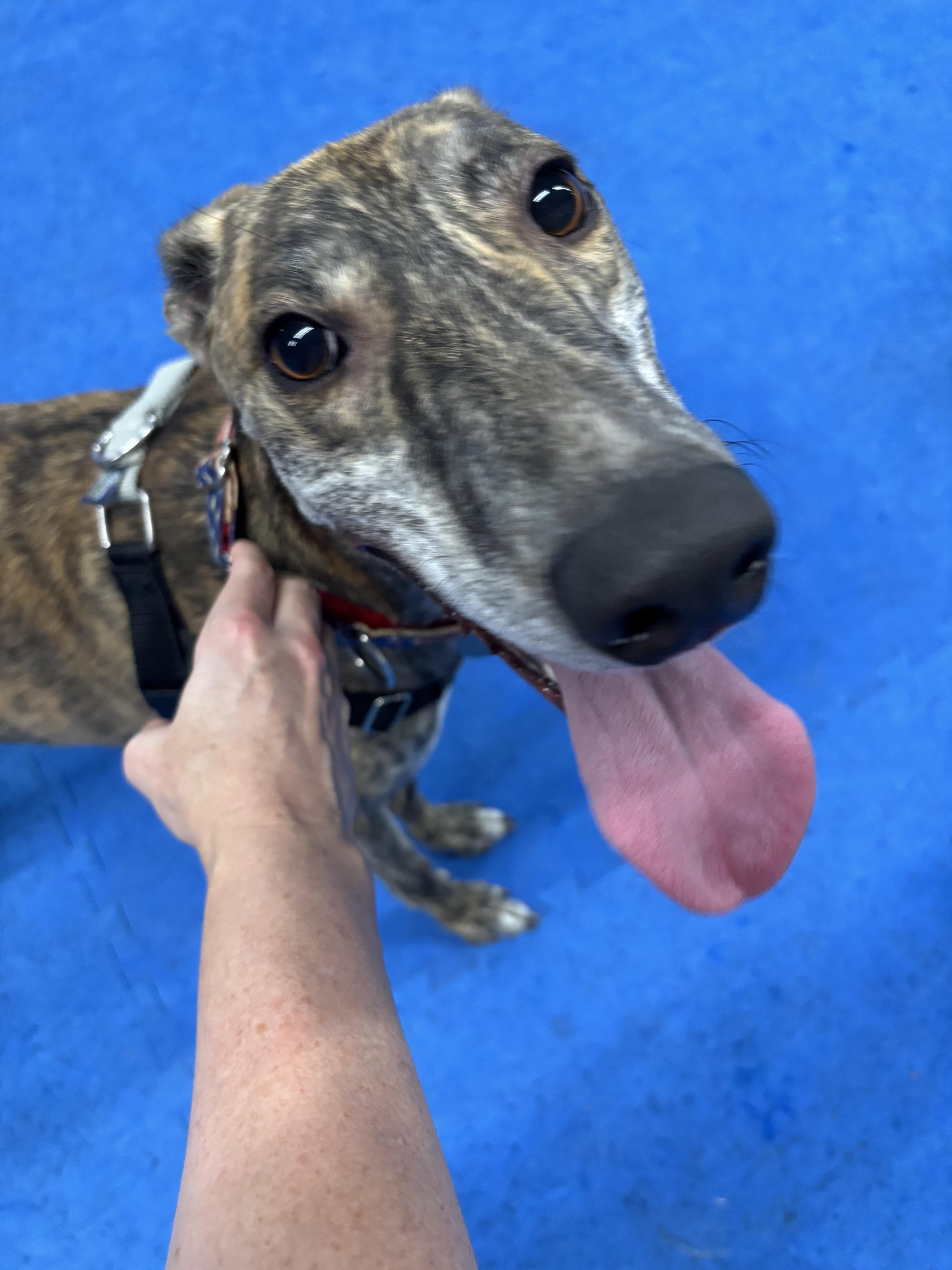 Enlarge Shaker, a ADOPTABLE mixed breed in Goshen, IN image 5/6