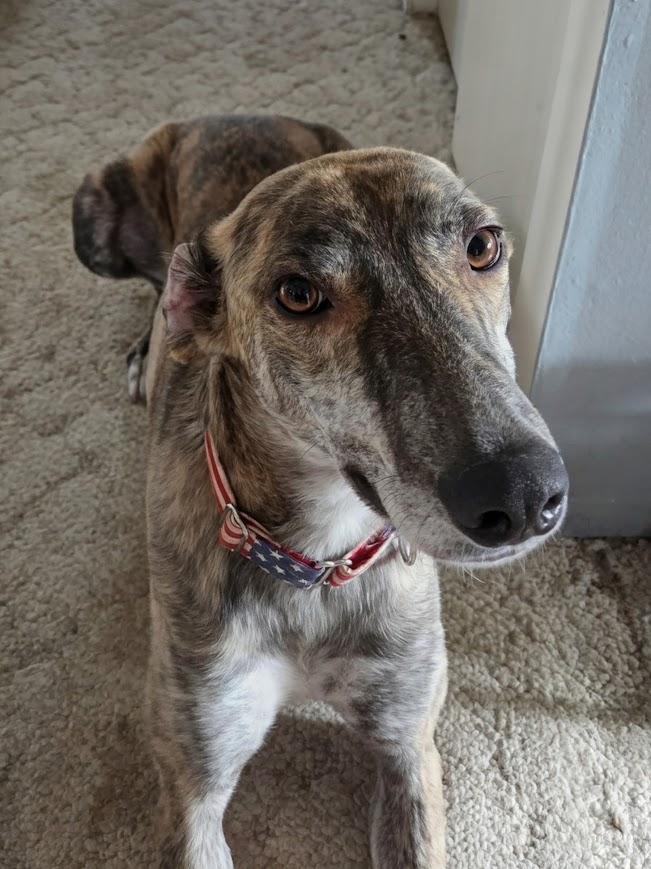 Enlarge Shaker, a ADOPTABLE mixed breed in Goshen, IN image 3/6