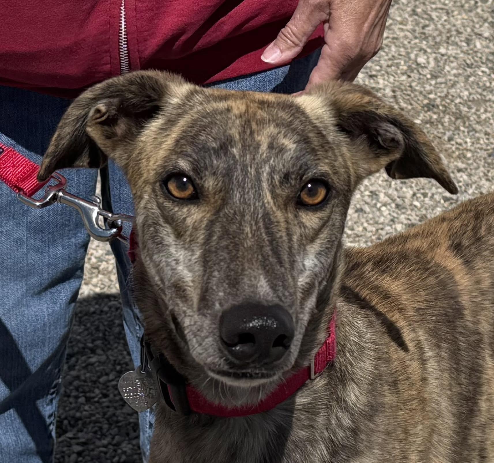 Enlarge Shaker, a ADOPTABLE mixed breed in Goshen, IN image 4/5