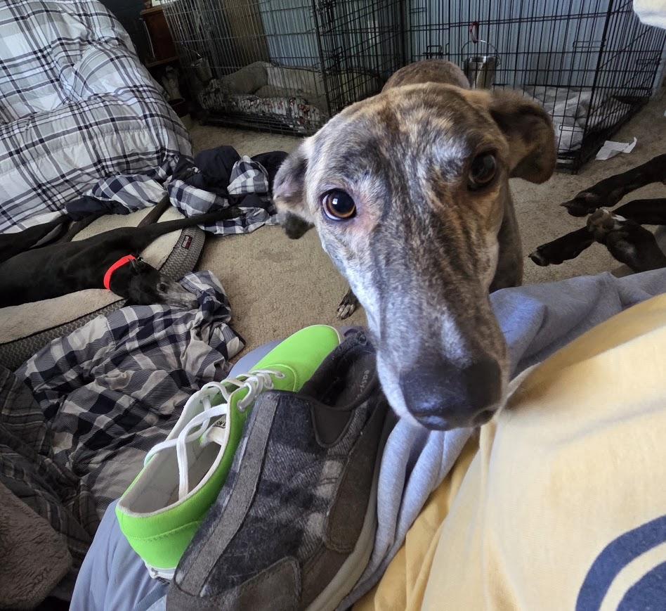 Enlarge Shaker, a ADOPTABLE mixed breed in Goshen, IN image 2/5