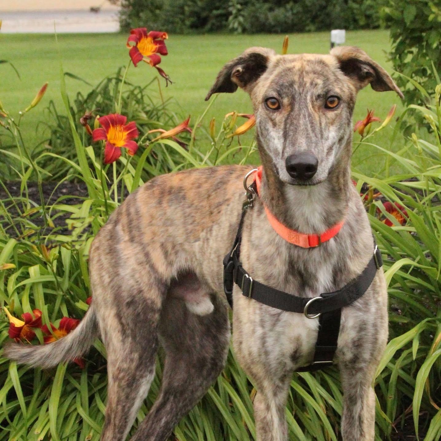 Shaker, ADOPTABLE, Young Male Greyhound & Coonhound.