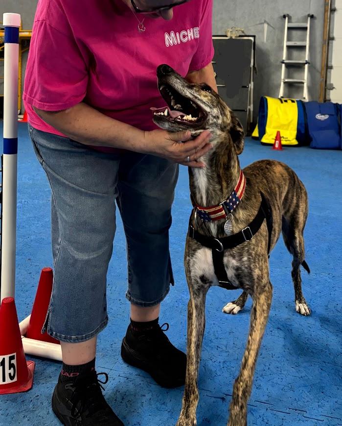 Enlarge Shaker, a ADOPTABLE mixed breed in Goshen, IN image 6/6
