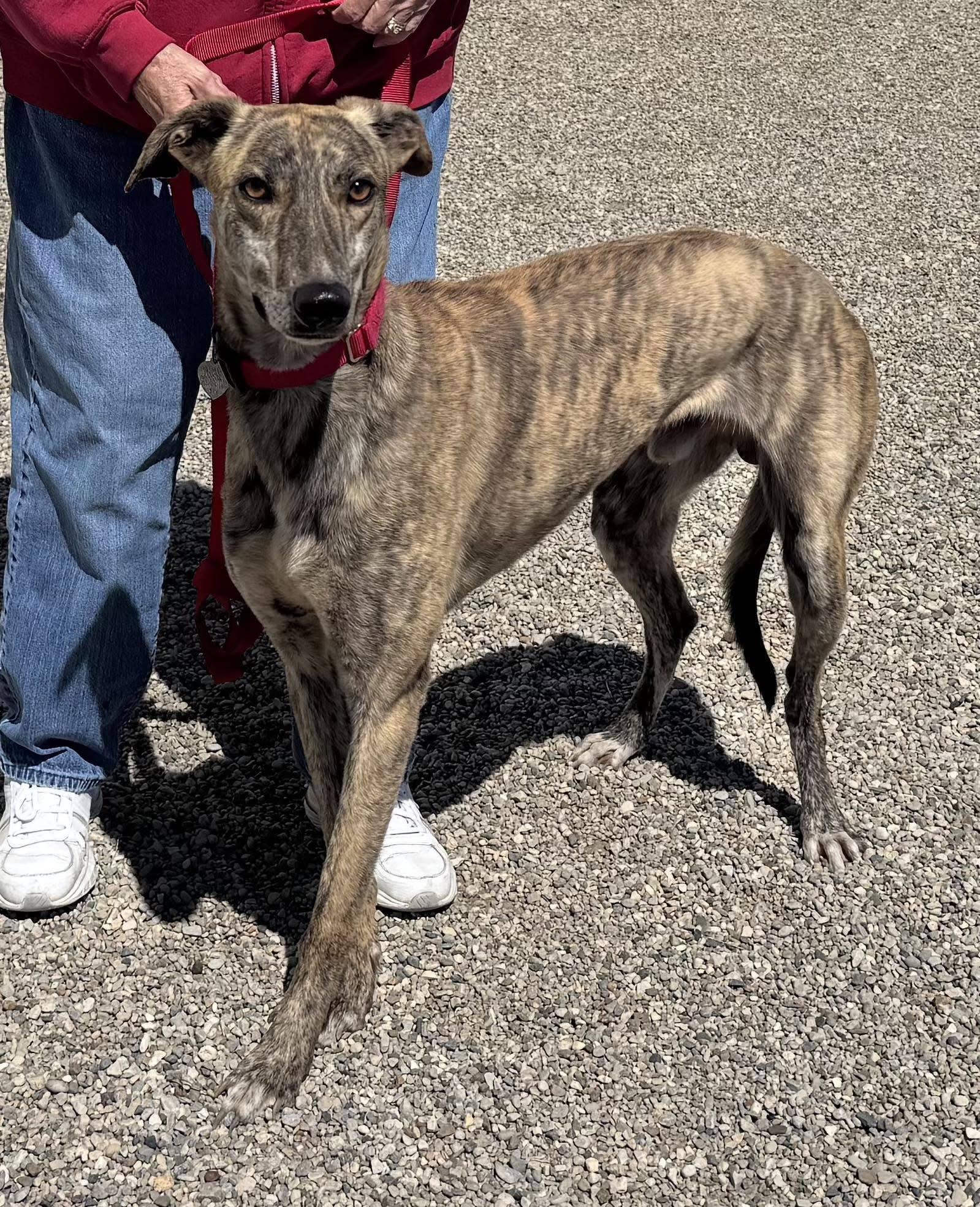 Enlarge Shaker, a ADOPTABLE mixed breed in Goshen, IN image 5/5