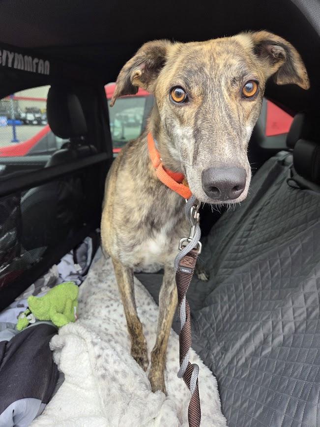 Enlarge Shaker, a ADOPTABLE mixed breed in Goshen, IN image 3/5