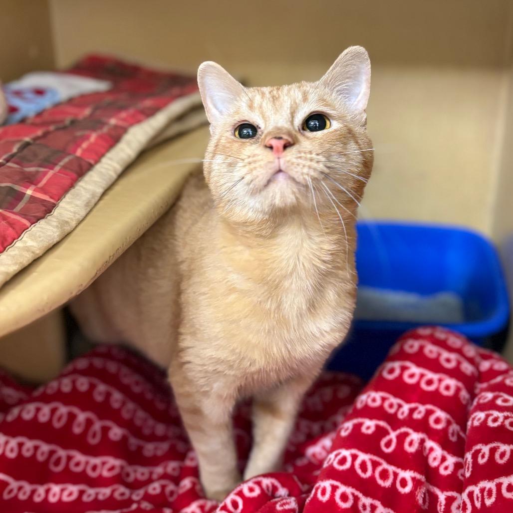 Wiggle, Adoptable, Young Male Domestic Short Hair.