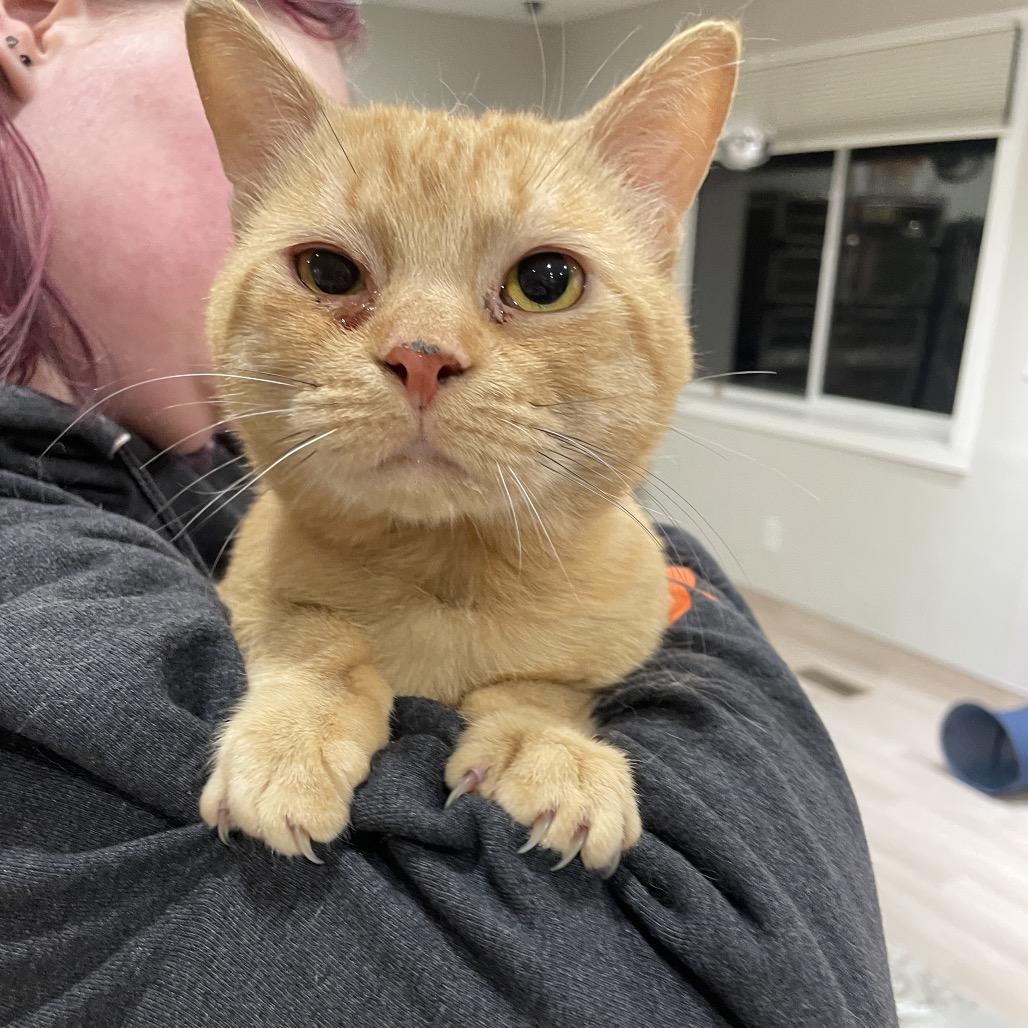 Enlarge Wiggle, a Adoptable Domestic Short Hair in Spokane, WA image 2/2