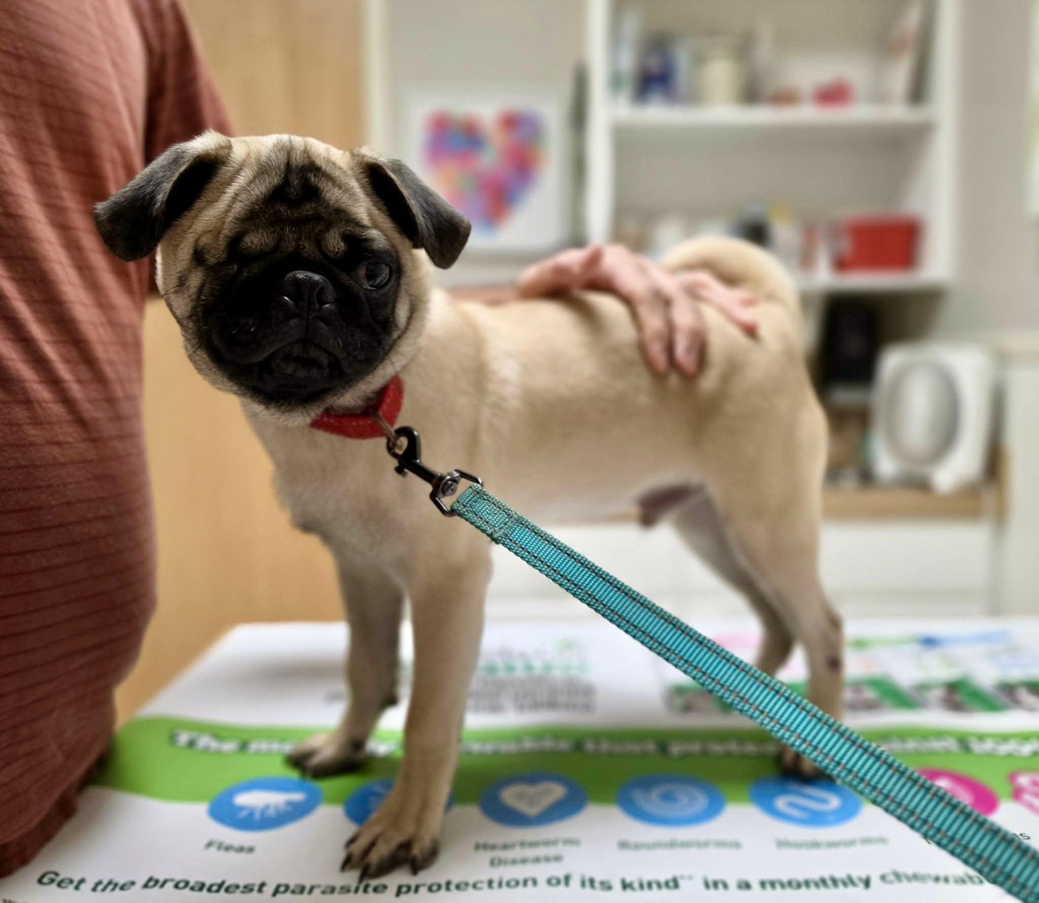 Enlarge Phlip, a Adopted Pug in Pittsboro, NC image 6/6