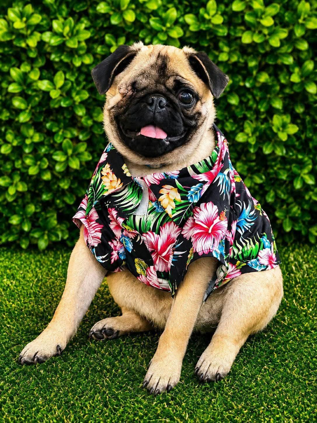 Phlip, Adopted, Puppy Male Pug.