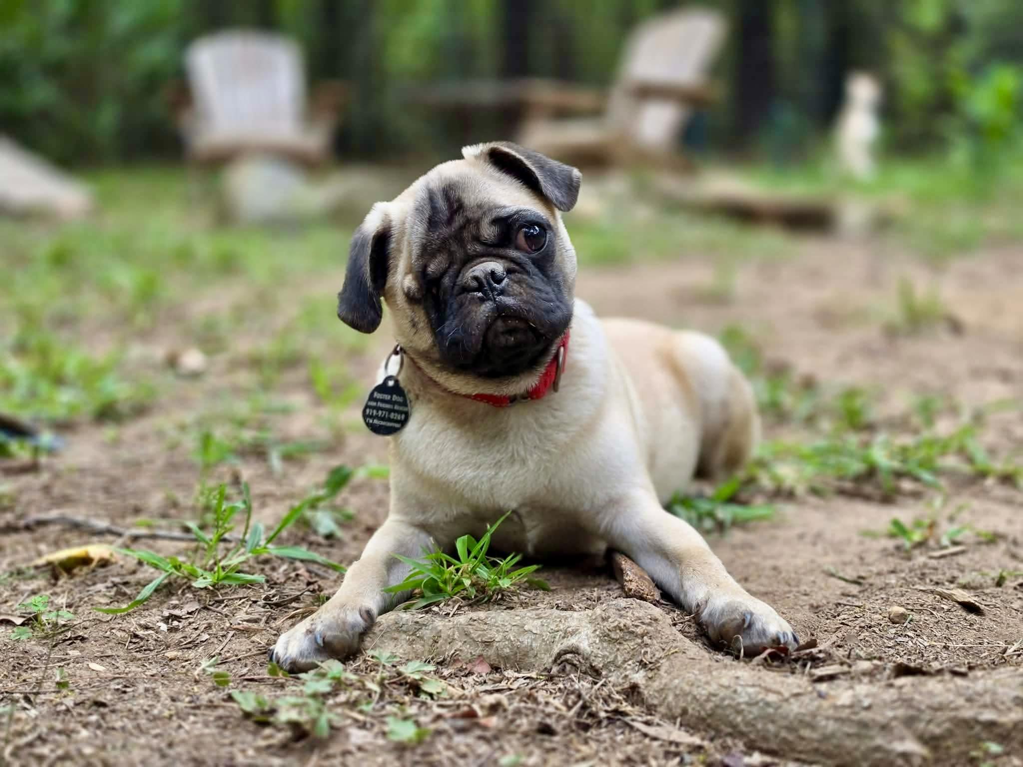 Enlarge Phlip, a Adopted Pug in Pittsboro, NC image 4/6