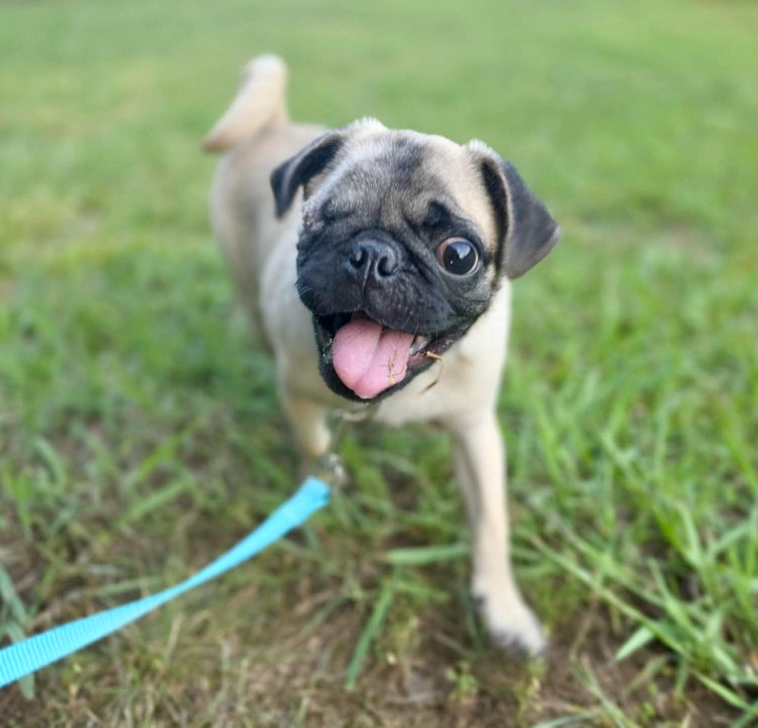 Enlarge Phlip, a Adopted Pug in Pittsboro, NC image 2/6
