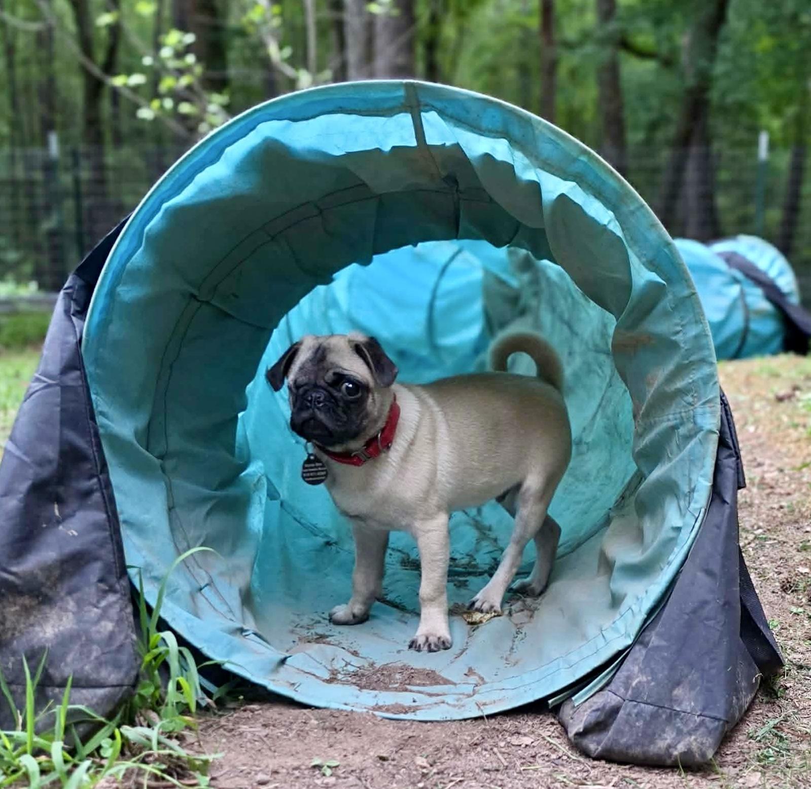 Enlarge Phlip, a Adopted Pug in Pittsboro, NC image 3/6