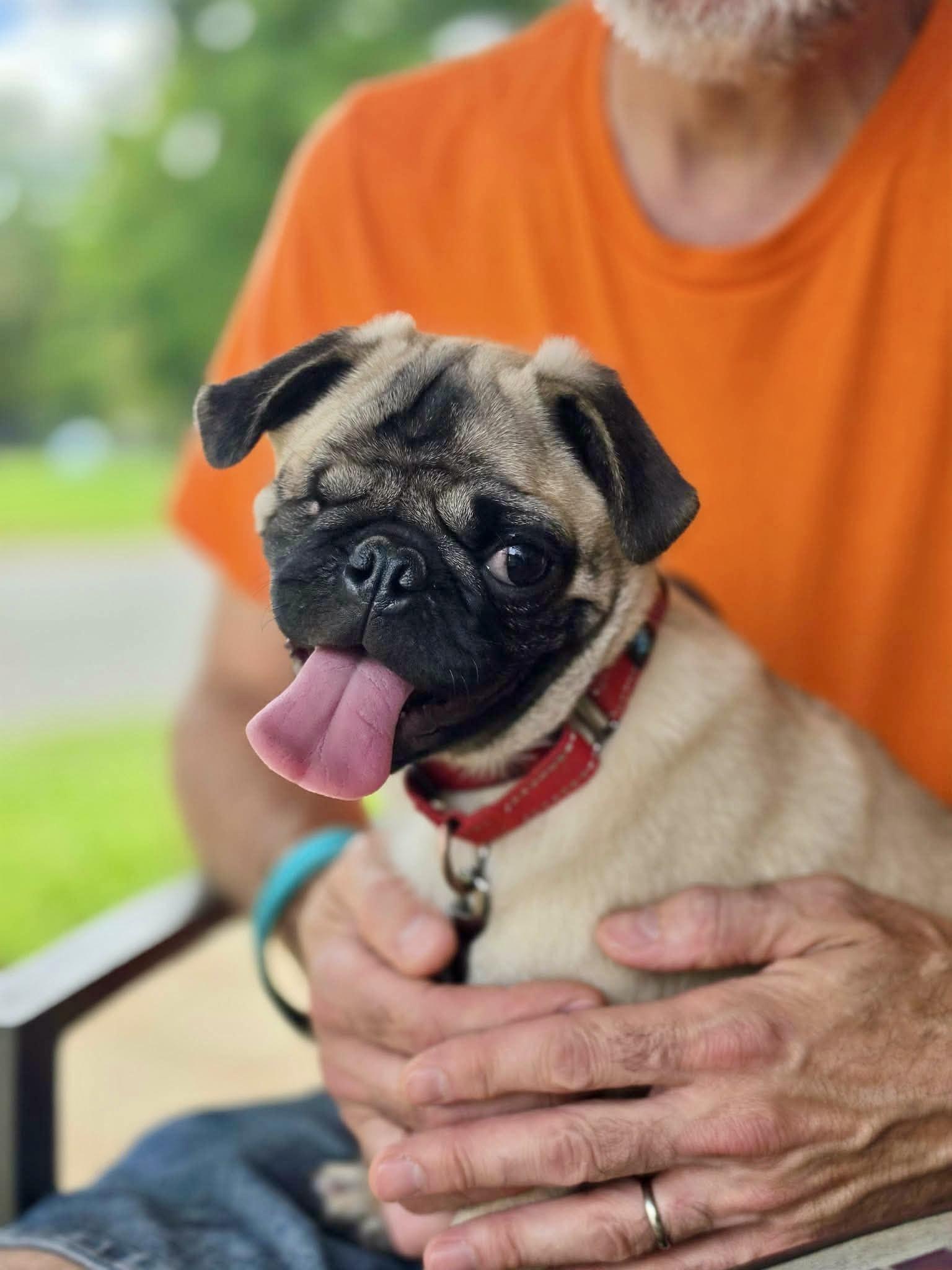 Enlarge Phlip, a Adopted Pug in Pittsboro, NC image 5/6