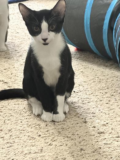 Goatee — thumbnail 3