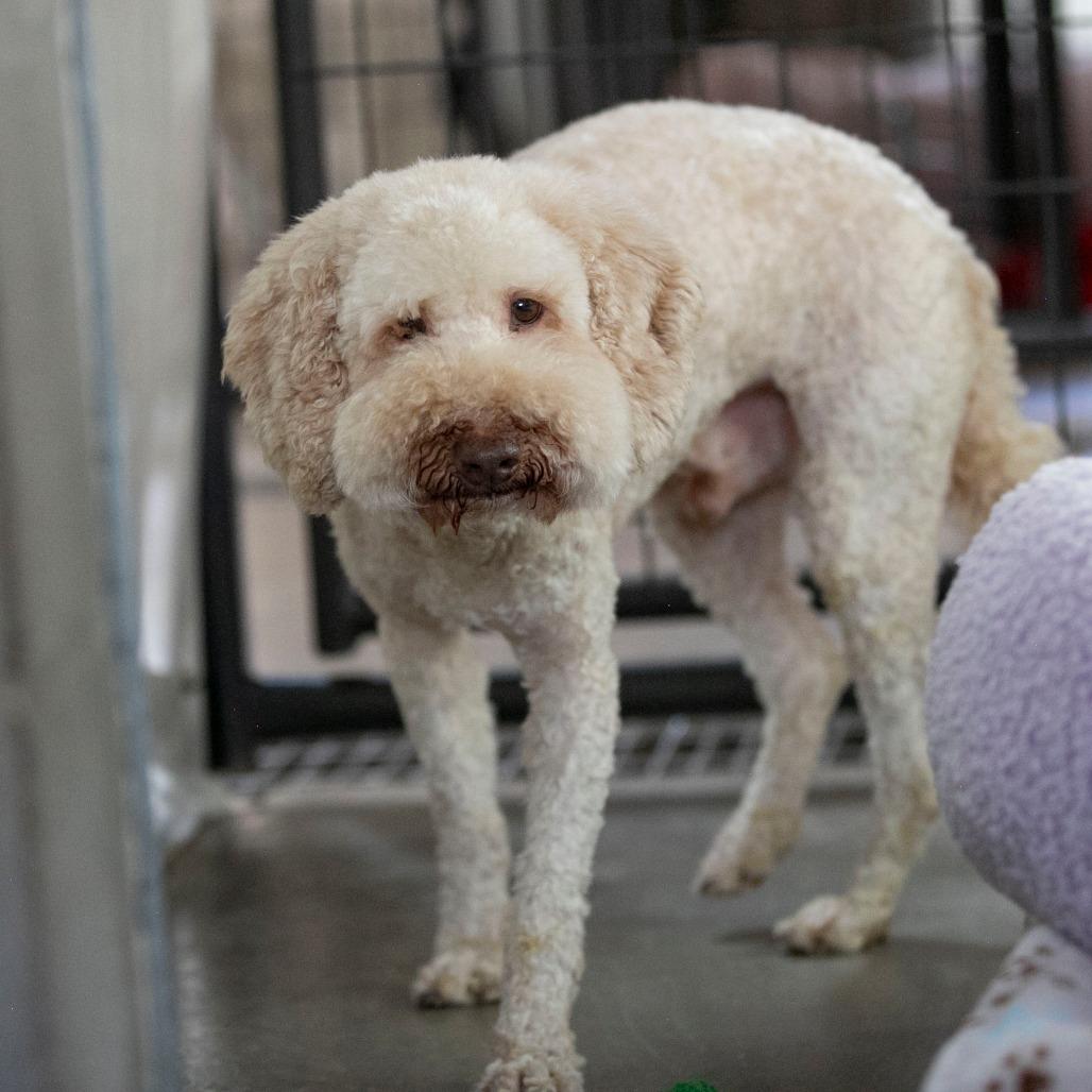 Tank (OT24-131), a Adoptable Poodle in Peyton, CO image 1/6