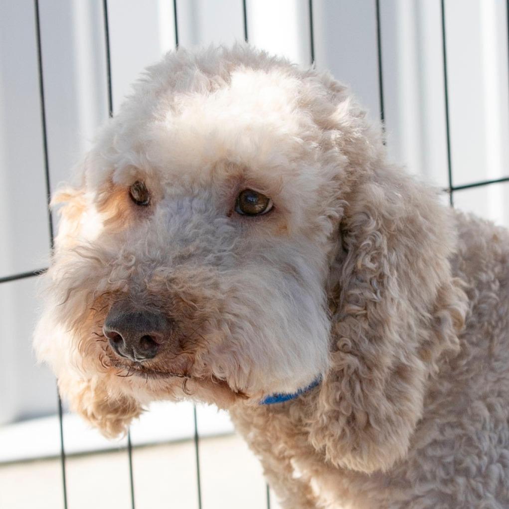 Tank (OT24-131), a Adoptable Poodle in Peyton, CO image 2/6