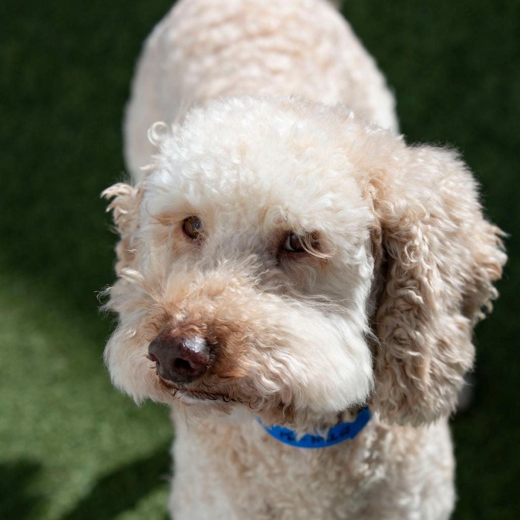 Tank (OT24-131), a Adoptable Poodle in Peyton, CO image 3/6
