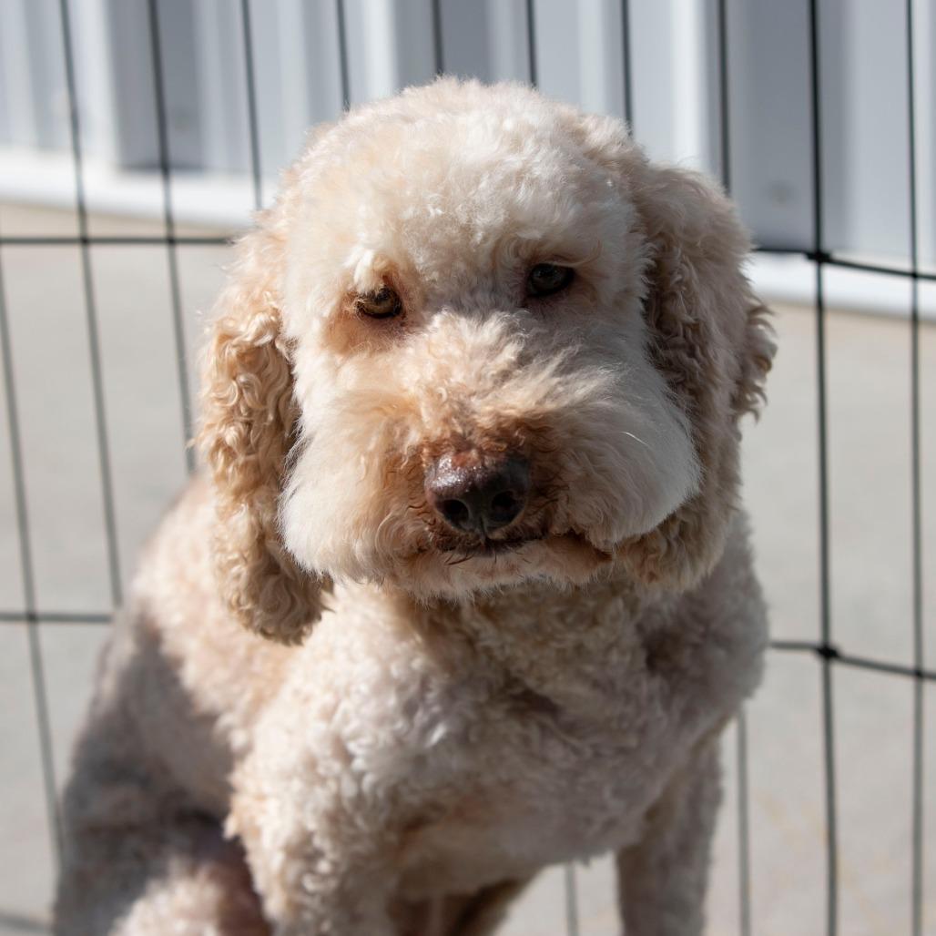 Tank (OT24-131), a Adoptable Poodle in Peyton, CO image 4/6