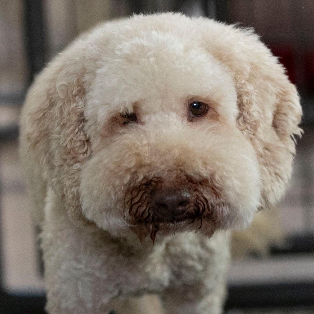 Tank (OT24-131), a Adoptable Poodle in Peyton, CO image 5/6