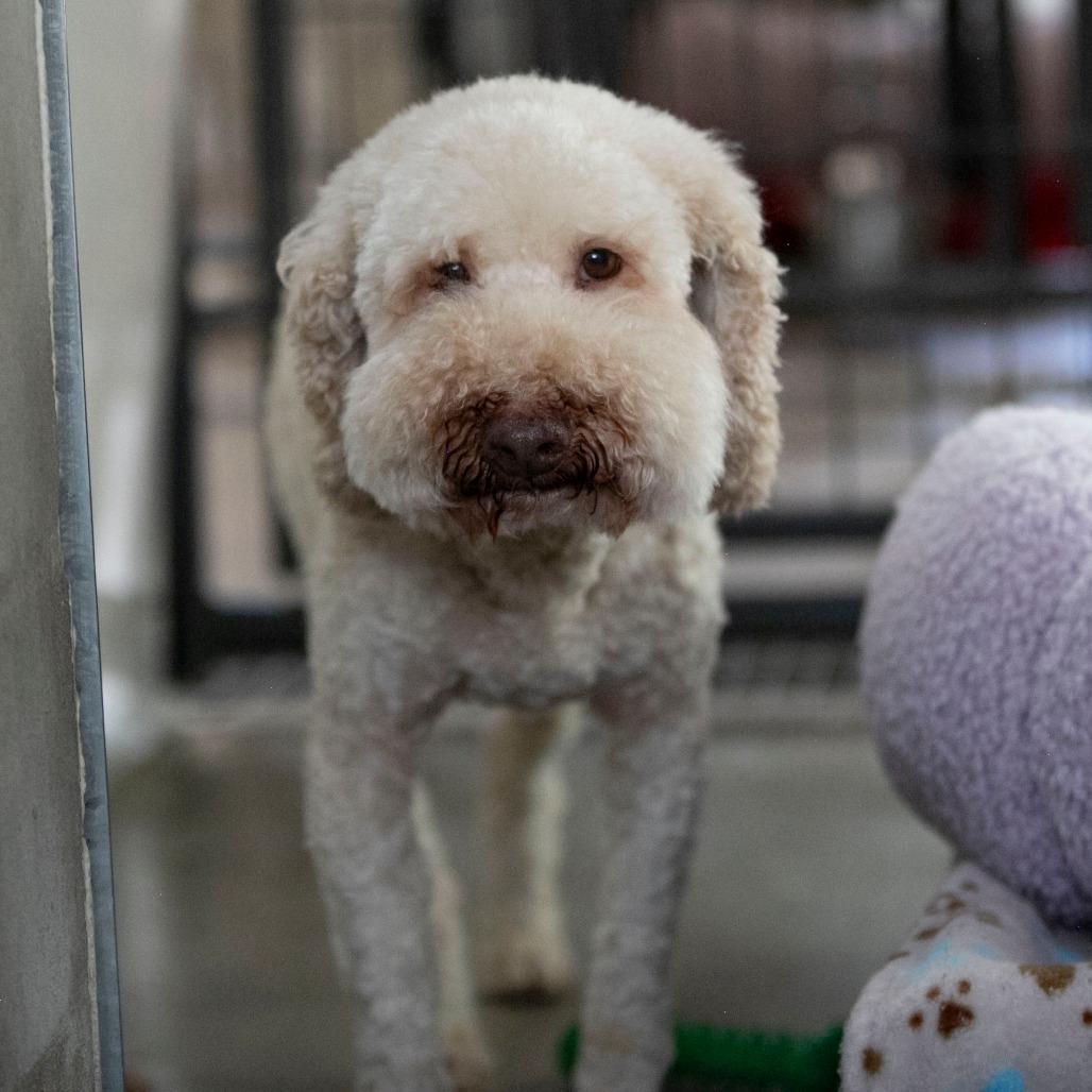 Tank (OT24-131), a Adoptable Poodle in Peyton, CO image 6/6
